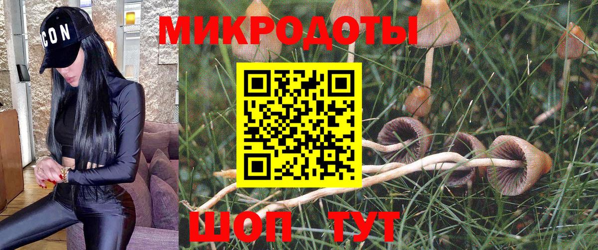 Галлюциногенные грибы Psilocybine cubensis Можайск
